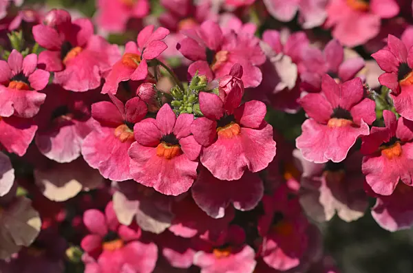 496380 - Nemesia Angelart Fruit Punch