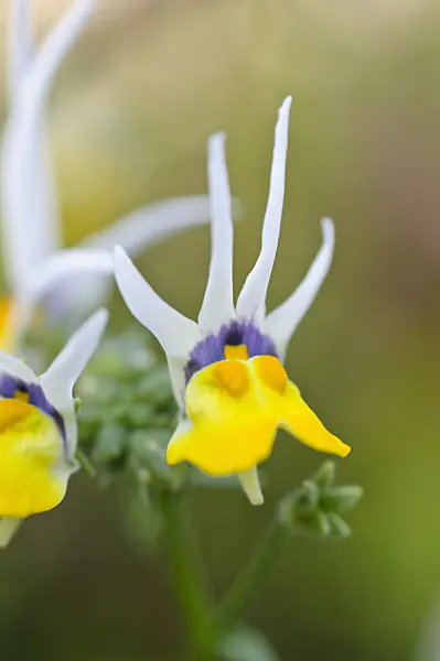 484317 - Nemesia cheiranthus