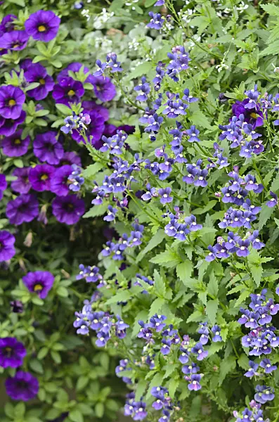 572070 - Nemesia Dark Blue et Calibrachoa Midnight Blue