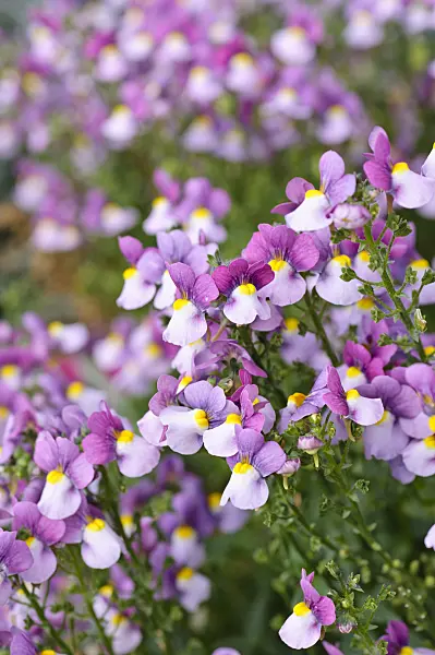 476219 - Nemesia Impressario Pink