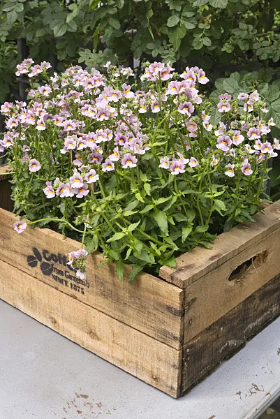 545179 - Nemesia in a box