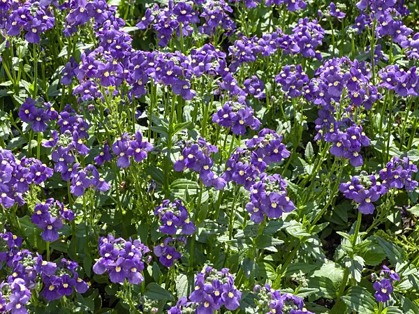 439273 - Nemesia Karoo Blue