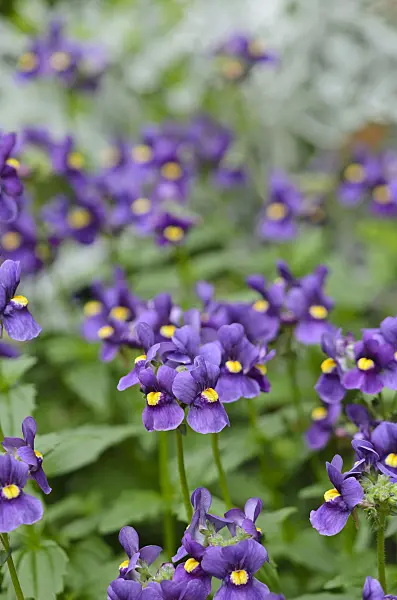 524046 - Nemesia Karoo Dark Blue