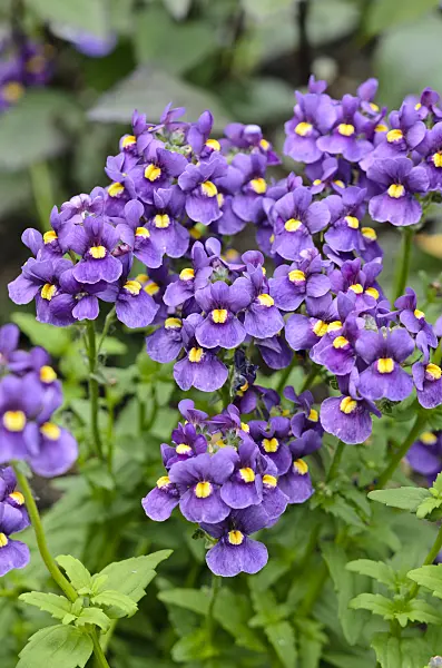 545085 - Nemesia Karoo Dark Blue