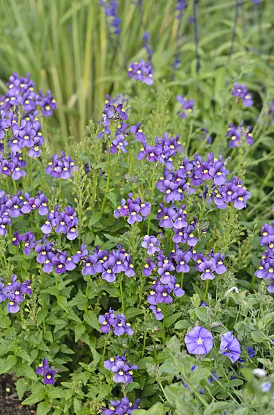 548153 - Nemesia Karoo Dark Blue