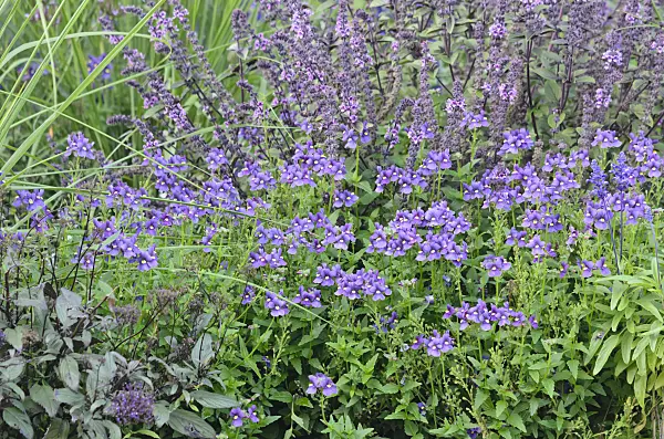 548154 - Nemesia Karoo Dark Blue and basil (Ocimum basilicum)
