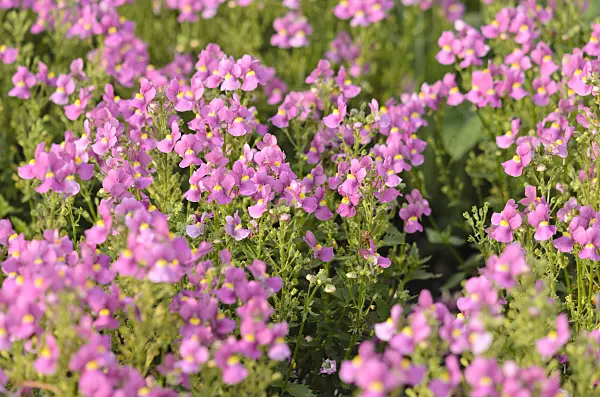 523183 - Nemesia Karoo Pink