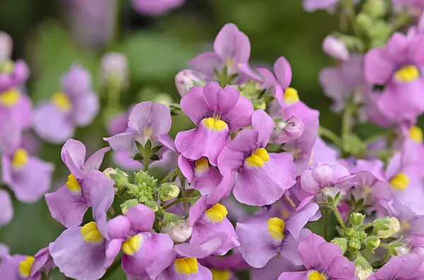 524049 - Nemesia Karoo Pink