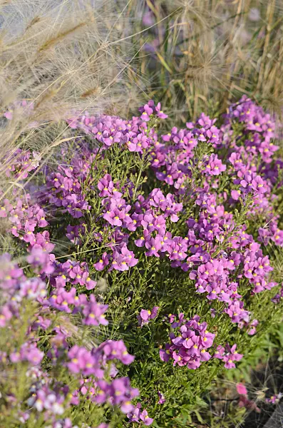 549015 - Nemesia Karoo Pink Improved