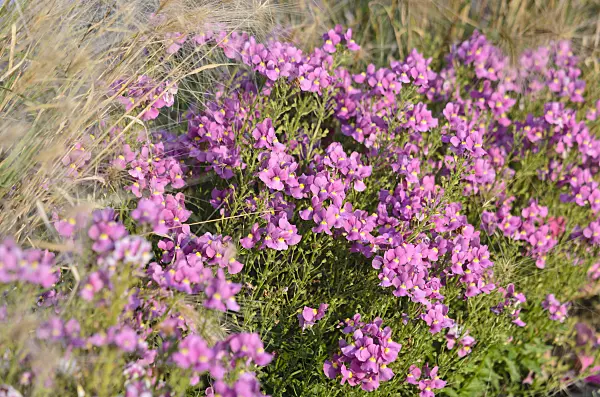 549016 - Nemesia Karoo Pink Improved