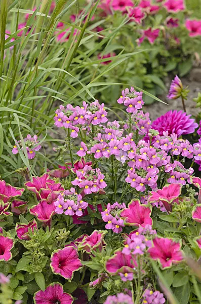 545159 - Nemesia Karoo Pink Improved, petunia (Petunia) and dahlia (Dahlia)