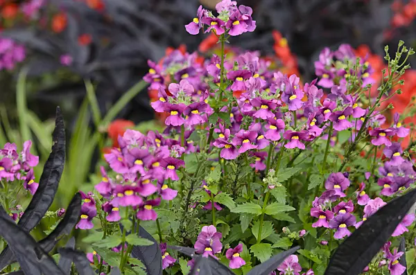 524048 - Nemesia Karoo Plum
