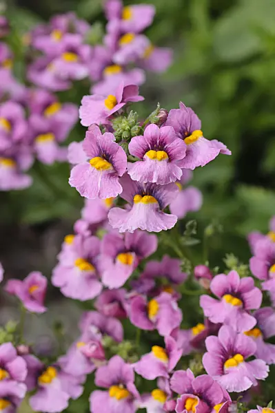 476222 - Nemesia Magma Flame Pink