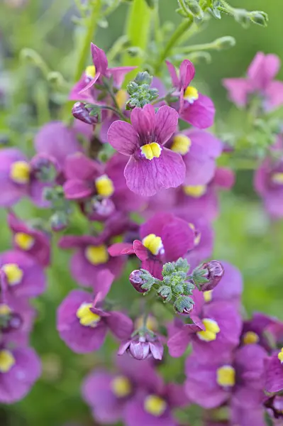 487101 - Nemesia Nuvo Carmine