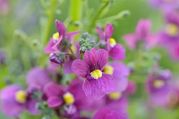 487102 - Nemesia Nuvo Carmine