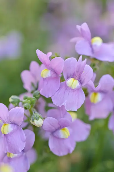 487103 - Nemesia Nuvo Rose