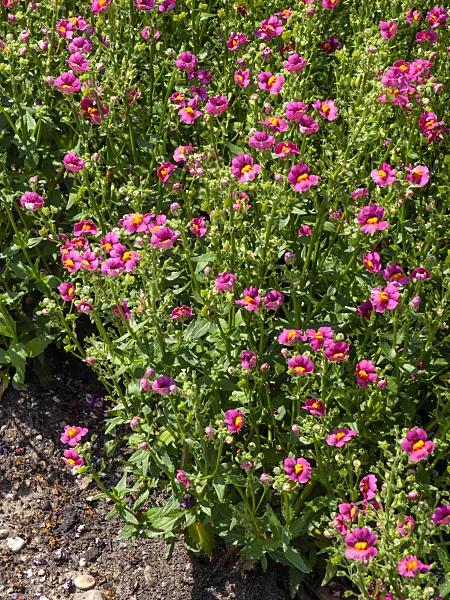 439270 - Nemesia Sunsatia Black Berry
