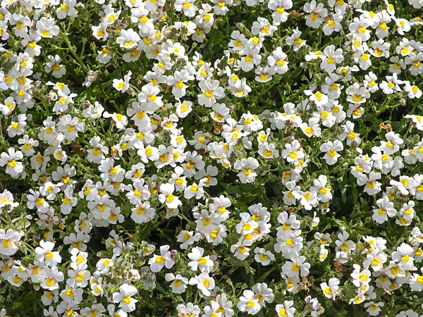 462117 - Nemesia Sunsatia Coconut