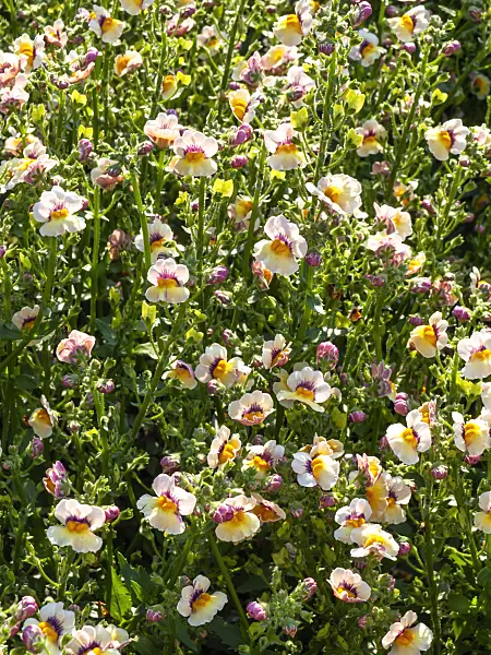 439299 - Nemesia Sunsatia Mango