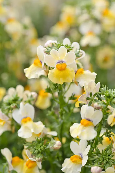 486208 - Nemesia Sunsatia Saffron