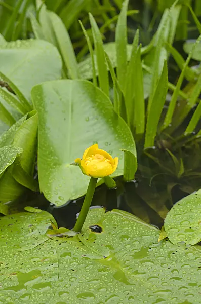 534367 - Nénuphar commun (Nuphar lutea) et aloès d'eau (Stratiotes aloides)