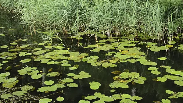 510100 - Nénuphar commun (Nuphar lutea) et roseau commun (Phragmites australis)