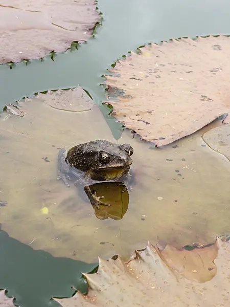 411002 - Nénuphar (Nymphaea) avec un crapaud assis sur un grand nénuphar