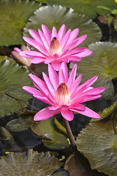 536161 - Nénuphar (Nymphaea Mrs. George C. Hitchcock)