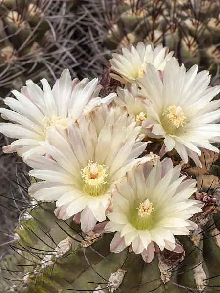 448102 - Neochilenia occulta