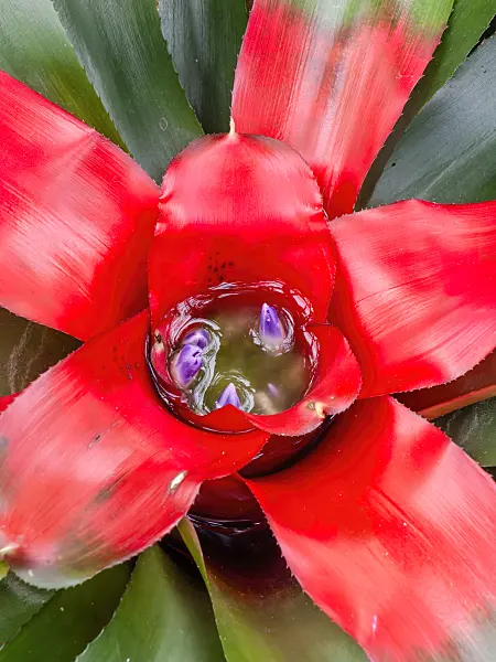 436220 - Neoregelia carolinae