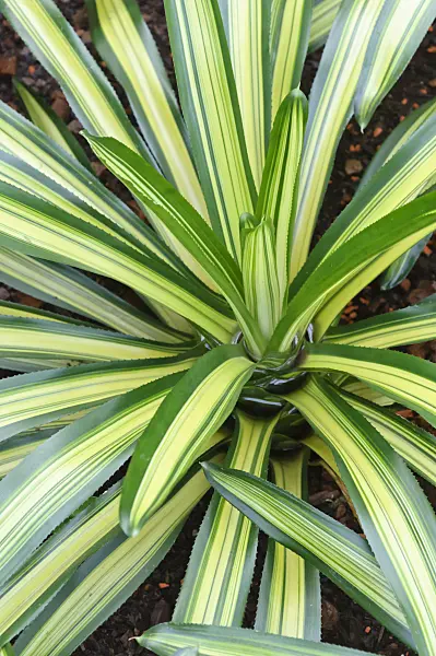 467002 - Neoregelia carolinae 'Tricolor'