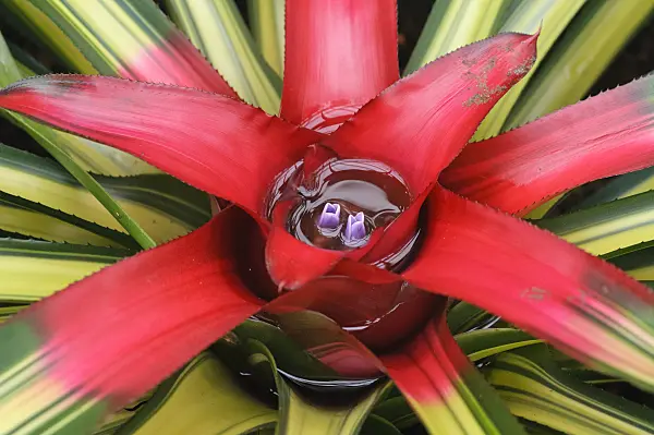 469018 - Neoregelia carolinae 'Tricolor'