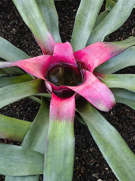 400042 - Neoregelia princeps