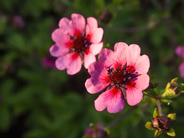 427233 - Nepal cinquefoil (Potentilla nepalensis)