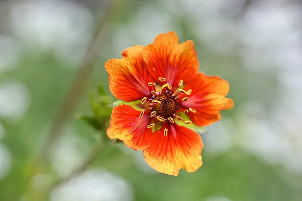 474191 - Nepal cinquefoil (Potentilla nepalensis 'Flammenspiel')