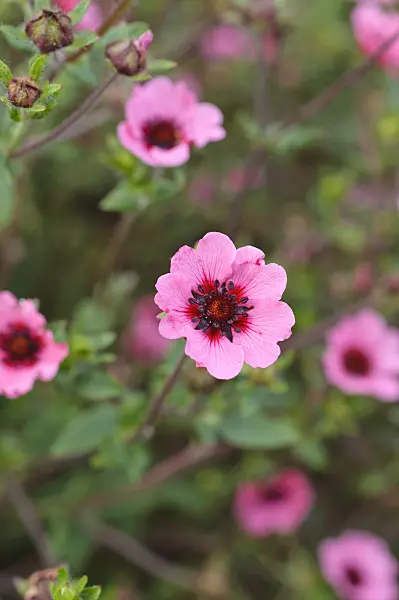 474381 - Nepal cinquefoil (Potentilla nepalensis 'Miss Willmott')