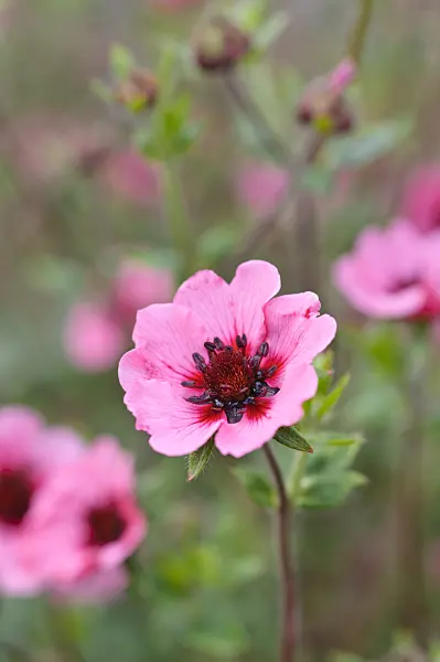 474382 - Nepal cinquefoil (Potentilla nepalensis 'Miss Willmott')