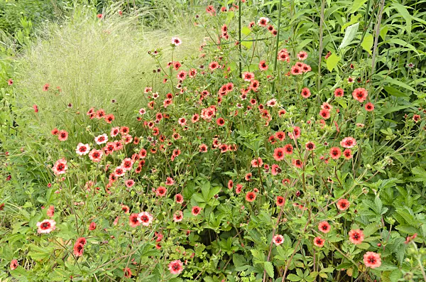 521434 - Nepal cinquefoil (Potentilla nepalensis 'Miss Willmott')