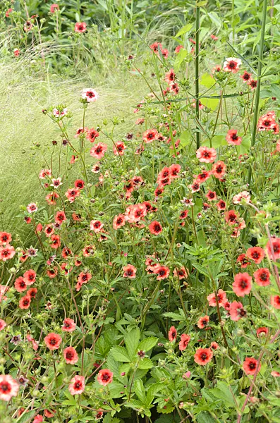 521435 - Nepal cinquefoil (Potentilla nepalensis 'Miss Willmott')