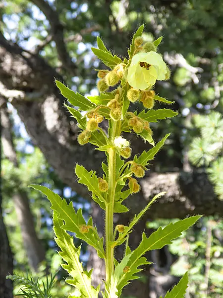 439347 - Nepal poppy (Meconopsis napaulensis)