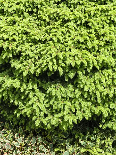 437432 - Nestfichte (Picea abies 'Nidiformis')