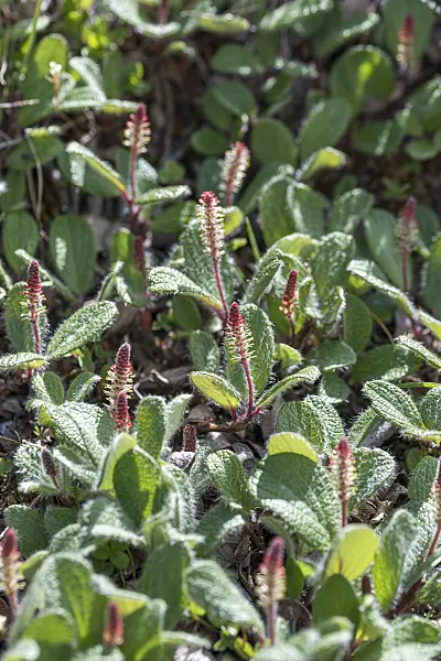 616344 - Net-leaved willow (Salix reticulata)