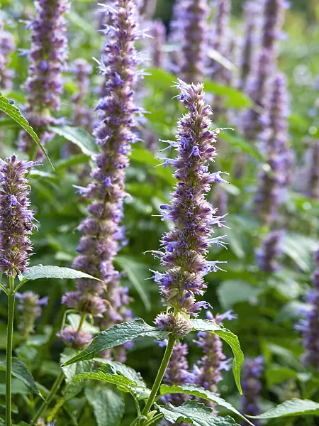 440013 - Nettle leaf giant hyssop (Agastache urticifolia)