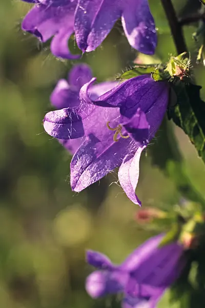 394004 - Nettle-leaved bellflower (Campanula trachelium)
