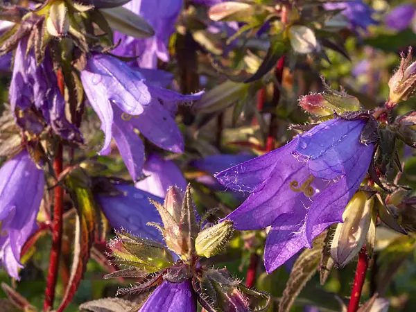 415001 - Nettle-leaved bellflower (Campanula trachelium)