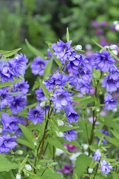 497227 - Nettle-leaved bellflower (Campanula trachelium 'Bernice')