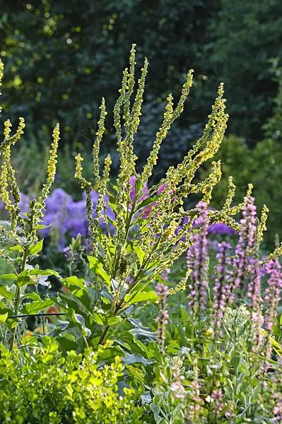 474461 - Nettle-leaved mullein (Verbascum chaixii)