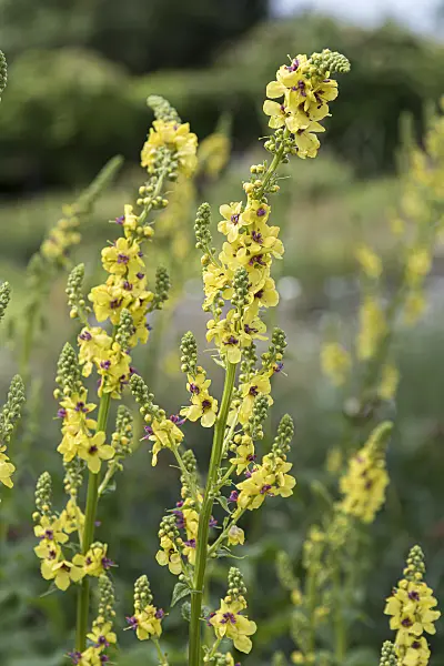651558 - Nettle-leaved mullein (Verbascum chaixii)
