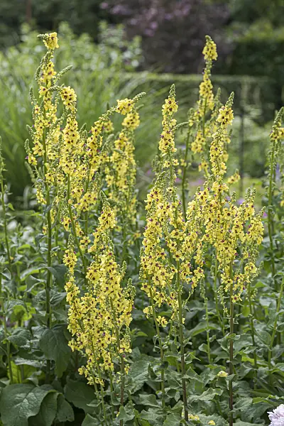 651559 - Nettle-leaved mullein (Verbascum chaixii)