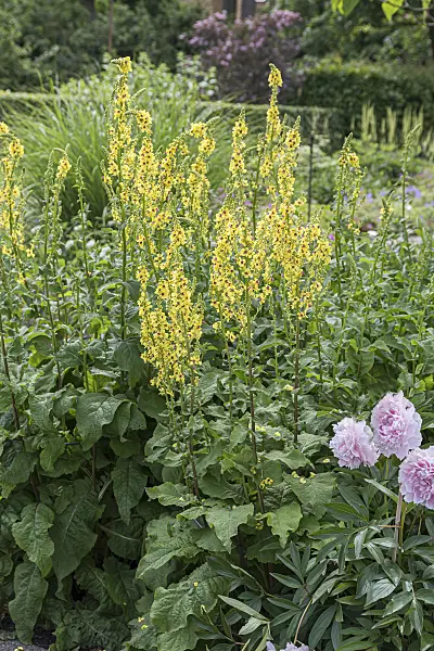 651560 - Nettle-leaved mullein (Verbascum chaixii)